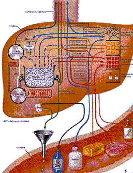 que funcion cumple el higado y el pancreas en el sistema digestivo que funcion cumple el higado y el pancreas en el sistema digestivo